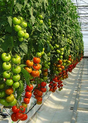 tomatoes greenhouse APR